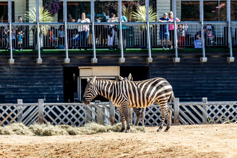 Lions, tigers and tourists: are UK zoos putting spectacle before conservation?