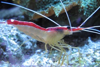 Detail_of_shrimp.jpg