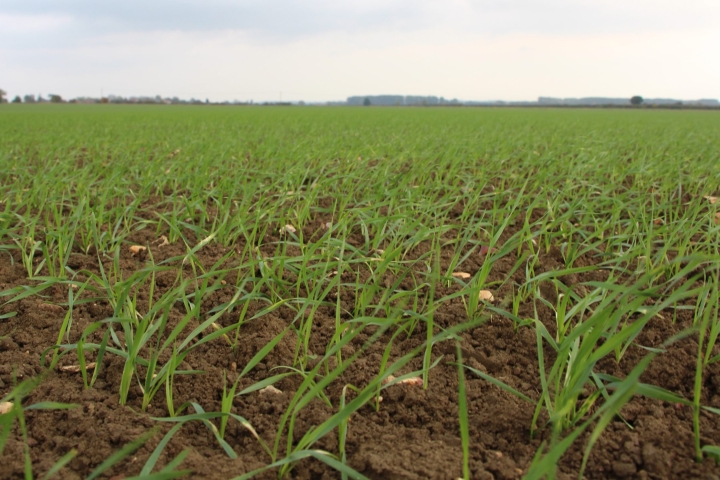 Wheat-at-leaf-2-scaled.jpg