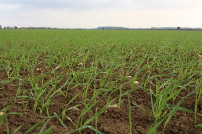Wheat-at-leaf-2-scaled.jpg